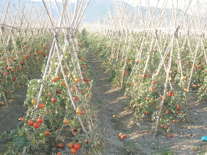cultivo de tomate guise