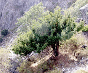 Conocer la riqueza botánica de nuestras sierras