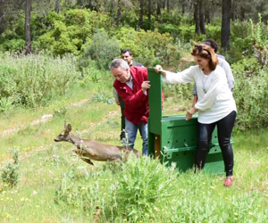 Liberado un nuevo ejemplar de corzo andaluz en el Parque Natural