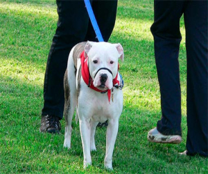 La Junta detecta en Granada 305 infracciones de la normativa de uso de animales de compañía