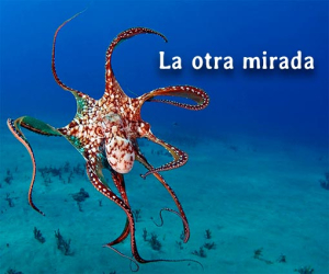 Acepto pulpo como animal de compañía