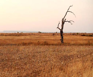 La Junta plantea medidas contra la sequía como bonificar los intereses de los préstamos y ayudas para llevar agua al ganado