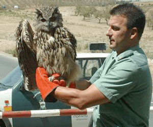 Rescatado otro ejemplar de búho real