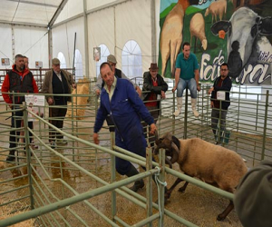 La feria ganadera de Zafarraya trajo la lluvia