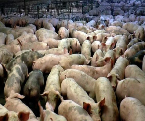 Macrogranjas porcinas en Alhama de Granada