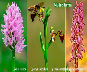 Comarca de Alhama y Parque Natural Sierras de Tejeda Almijara y Alhama territorio de orquídeas