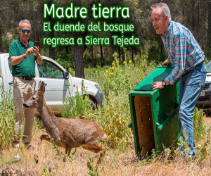 El duende del bosque regresa a Sierra Tejeda