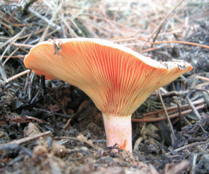 Jayena y Fornes preparan sus 7ª Jornadas Micológicas