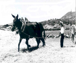 Historias de Bonilla “El Pecas”: Las tareas del verano (II)