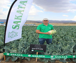 Semillas Sakata presentó el pasado jueves, 23 de agosto, su nueva variedad de coliflor Whiton en Llano de Zafarraya