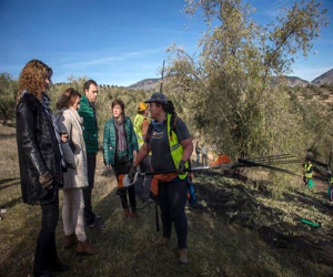 El olivar granadino prevé un 57% más de producción respecto a la anterior campaña