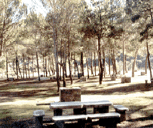 Jayena festejará a San Antonio en el Vacar