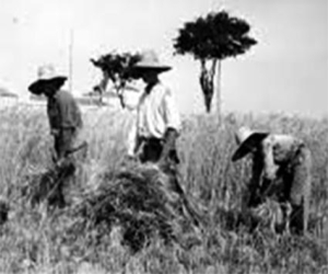 Historias de aquel verano (II): Los segadores