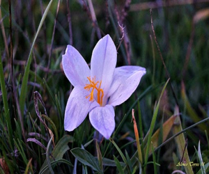 'Azafran bastardo' o 'Falso azafran'