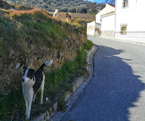 ¿Por qué me abandonas?