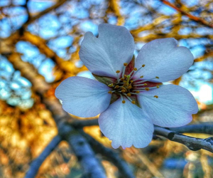 Flor de almendro