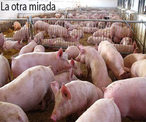 Sobre las macrogranjas porcinas