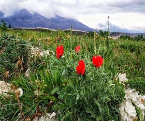 Primeras amapolas