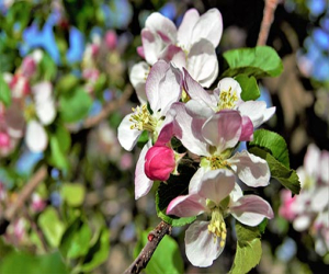 Flor del manzano