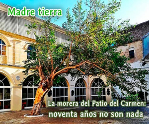 La morera del Patio del Carmen: noventa años no son nada