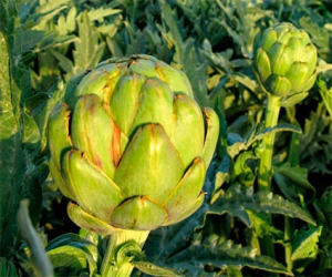 La alcachofa de Zafarraya duplica su valor en el presente verano 