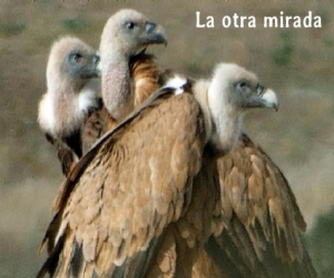 Se me quite, señor Sánchez