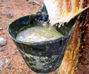 Aprovechamiento de resina en pie, en los montes públicos incluidos en el plan de gestión integral del parque natural sierras de Tejeda, Almijara y Alhama