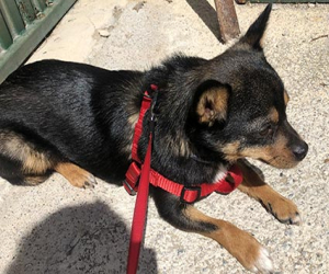 Diputación traslada a los municipios indicaciones para el cuidado de mascotas durante la crisis sanitaria