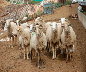 Las ovejas no tienen quien las trasquile