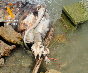 Investigan a un hombre que ahogó a su perro con un bloque de cemento en Los Bermejales