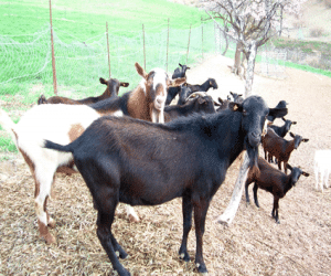 COAG Andalucía convoca una movilización contra el sistema de bolo y crotal que afecta a pequeños rumiantes