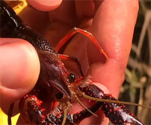 Localizan por primera vez ejemplares de cangrejo rojo americano en la parte malagueña de la Sierra Almijara