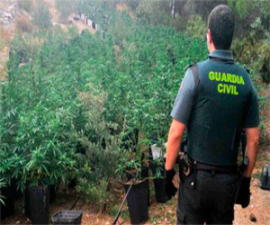 Golpe a la marihuana en Granada con la Operación Verdea: más de 2.300 plantas y un anciano detenido