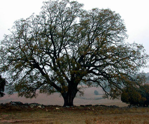 El quejigo de Júrtiga, entre los candidatos españoles a árbol europeo del año