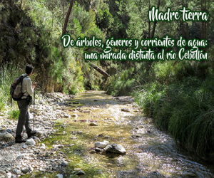 De árboles, géneros y corrientes de agua: una mirada distinta al río Cebollón