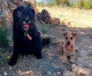 El Ayuntamiento de Jayena pone en marcha una campaña de concienciación sobre el cuidado de las mascotas y limpieza viaria