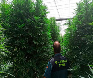 Ocultaba enormes plantas de marihuana de dos metros entre maizales en Jayena