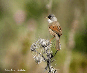 V Jornada ornitológica, 2007
