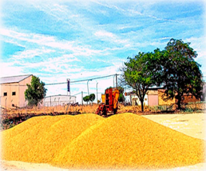 Como si te lo debieran en trigo