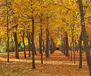 La alameda se viste de otoño