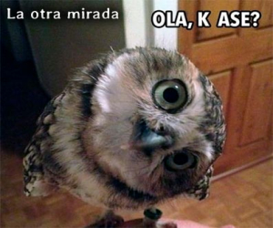 “Ola, ¿ke ase?"