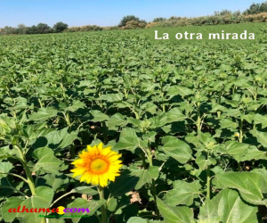 Meditación del girasol solitario