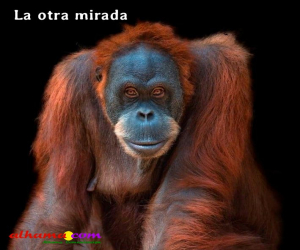 Desde la cueva de “Larangután·”