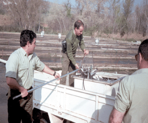Programa pionero para la recuperación de la trucha común