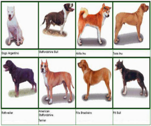 Tenencia de Perros potencialmente peligrosos