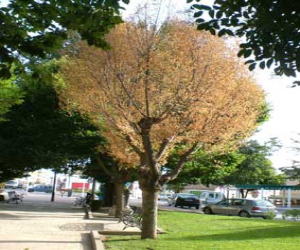 El Quejigo denuncia la falta de una política medioambiental