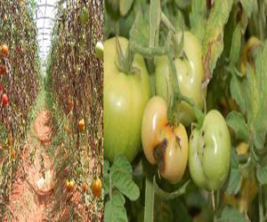 La  plaga de Tuta arrasa el 80% de la producción de tomate en Zafarraya