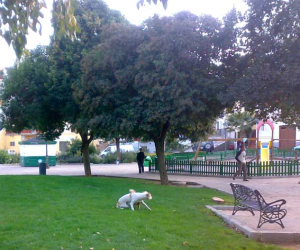 Tala de olmos enfermos