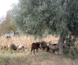 FAECA solicita la inclusión del ovino-caprino de leche en las ayudas a la vulnerabilidad económica