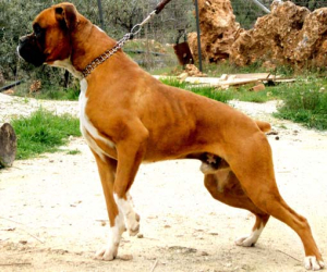 Cada vez más personas poseen bóxer en Alhama